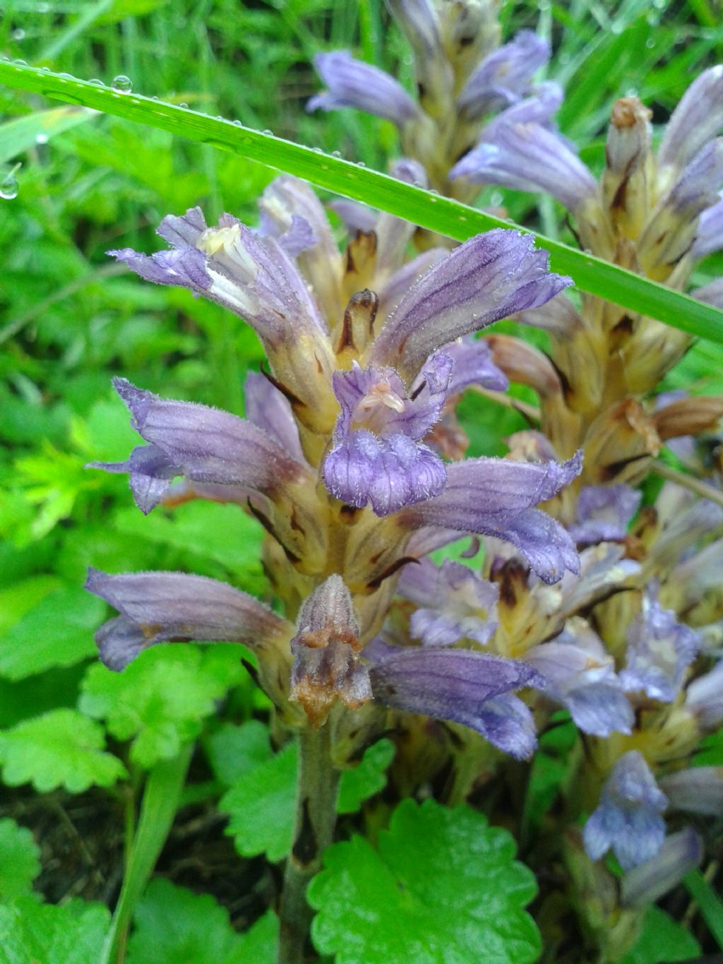 Orobanche sp.